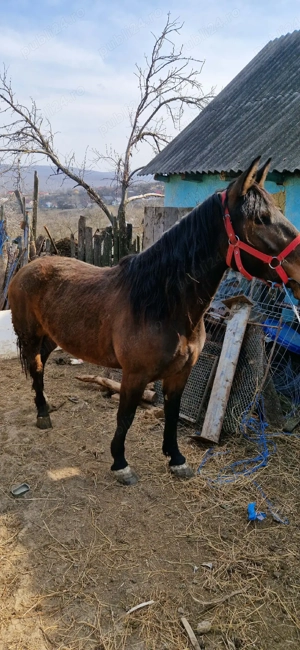 vând sau schimb  - imagine 5