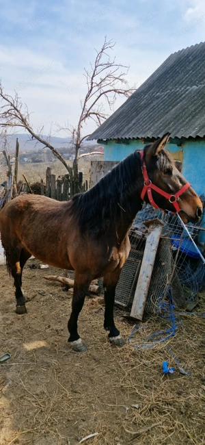 vând sau schimb  - imagine 4