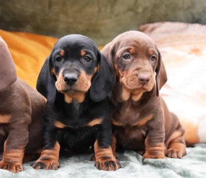 cateii teckel pedigree - imagine 3