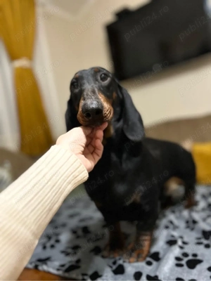 cateii teckel pedigree - imagine 4