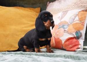 cateii teckel pedigree - imagine 2