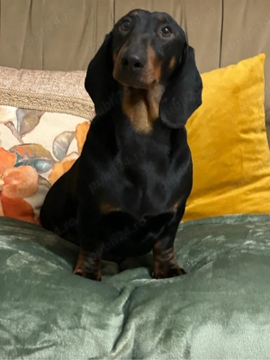 cateii teckel pedigree - imagine 5