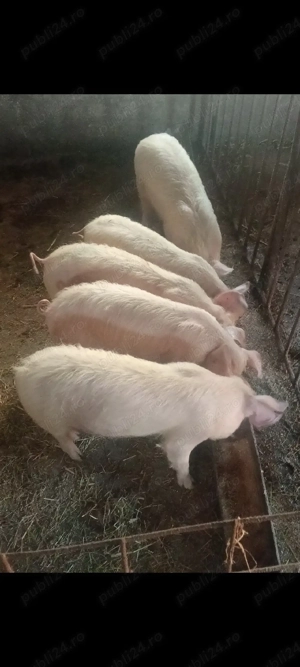 Șoldani,3 luni jumate,!!