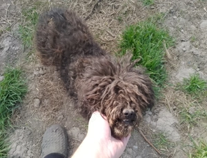 Ofer 3 Căței De Întors Oile