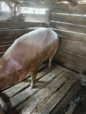 Vând porc  - imagine 4