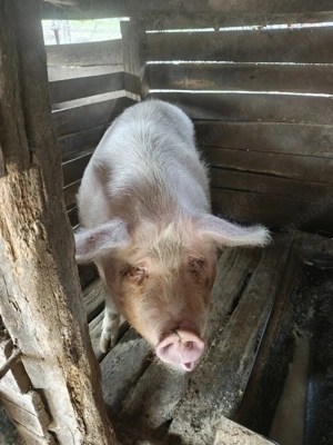 Vând porc  - imagine 3