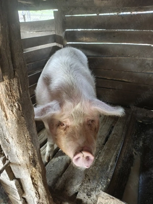 Vând porc  - imagine 2