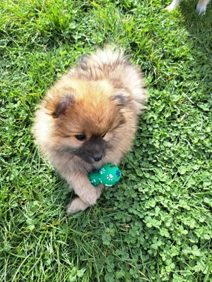 Pomeranian pui,mascul. - imagine 2