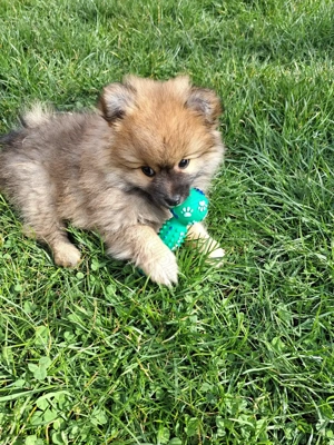 Pomeranian pui,mascul.