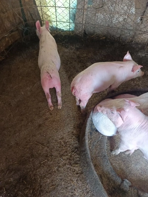 vand purcei aproape 7 săptămâni mananca foarte bine - imagine 3