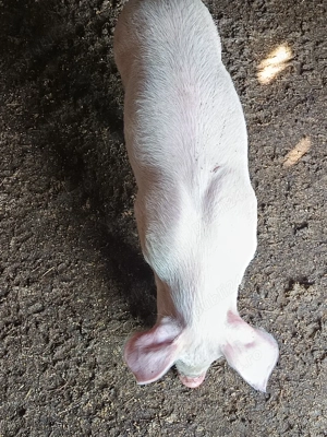 vand purcei aproape 7 săptămâni mananca foarte bine - imagine 5