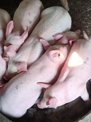 vand purcei aproape 7 săptămâni mananca foarte bine - imagine 2