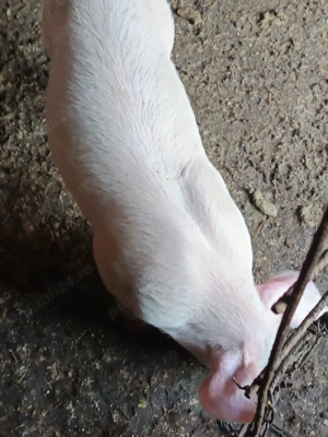 vand purcei aproape 7 săptămâni mananca foarte bine