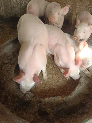 vand purcei aproape 7 săptămâni mananca foarte bine - imagine 4