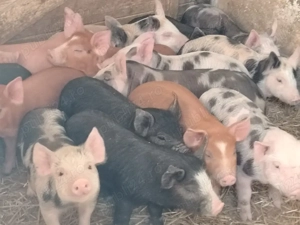 Vând purcei de carne