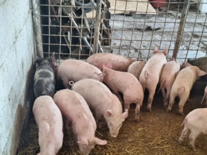 de vanzare purcei de carne pret pe toti 280si pe ales 300de lei 