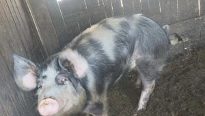 Porc de aproximativ 60 70 kg - imagine 3