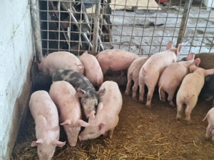 de vanzare purcei de carne pret pe toti 280si pe ales 300de lei  - imagine 2