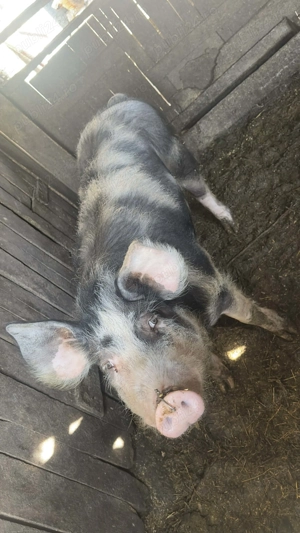 Porc de aproximativ 60 70 kg - imagine 4