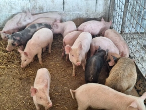 de vanzare purcei de carne pret pe toti 280si pe ales 300de lei  - imagine 3