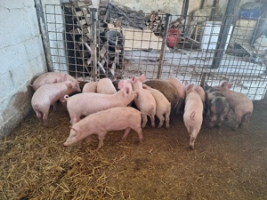 de vanzare purcei de carne pret pe toti 280si pe ales 300de lei  - imagine 4