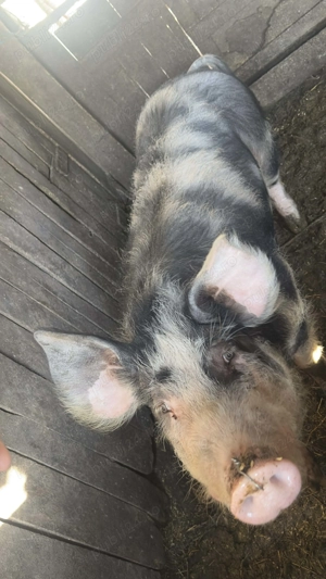 Porc de aproximativ 60 70 kg - imagine 5