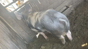 Porc de aproximativ 60 70 kg - imagine 2