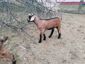 Schimb ied metis alpină franceză cu anglonubian  - imagine 4