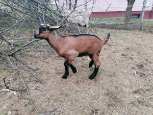 Schimb ied metis alpină franceză cu anglonubian  - imagine 3