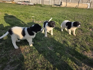 Ciobănesc de Bucovina 