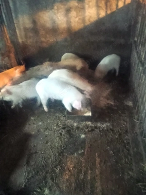 purceii de plecare - imagine 5