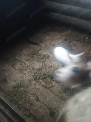 purceii de plecare - imagine 4