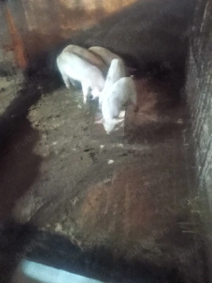 purceii de plecare - imagine 2