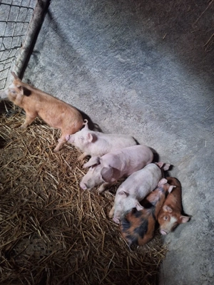 Vând purcei  - imagine 4