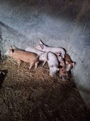 Vând purcei  - imagine 3