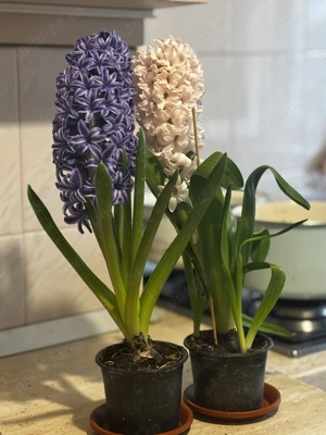 Zambile roz albe mov