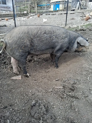 Vînd porc la triteni - imagine 4