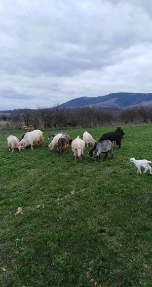 vand capre! - imagine 3