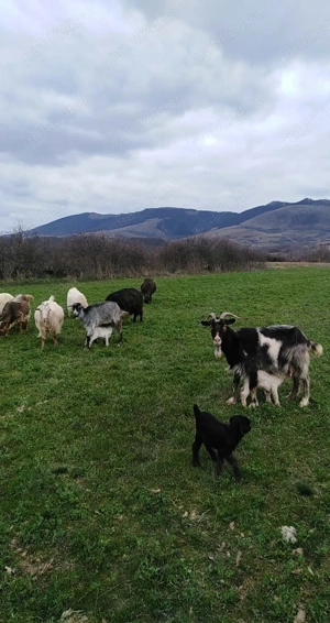 vand capre! - imagine 2