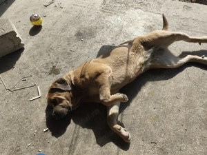 Cane corso original blue