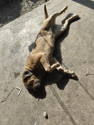 Cane corso original blue - imagine 2