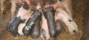 scroafă cu purcei  - imagine 2