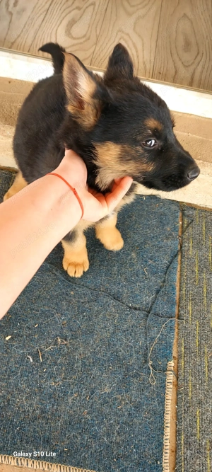 Cateluse ciobanesc german de vanzare. 