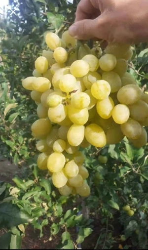 butasi de vita de vie la preț de 5 lei pe buc  - imagine 3