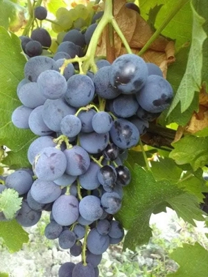 butasi de vita de vie de anul 2 și de anul 3 