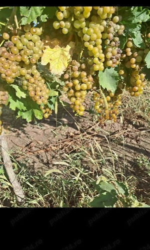 butasi de vita de vie la preț de 5 lei pe buc  - imagine 2