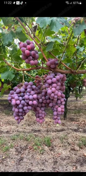 butasi de vita de vie de anul 2 și de anul 3 