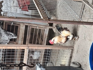 Cocos cu barba de vanzare - imagine 3