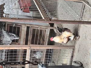 Cocos cu barba de vanzare - imagine 2