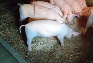 Purcei 9 saptămâni  - imagine 2